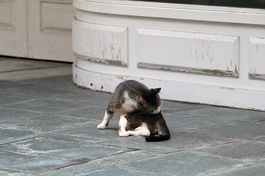 街のねこたち