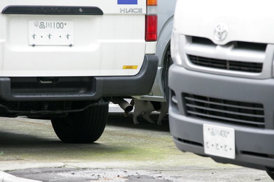 街のねこたち