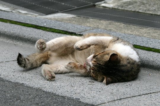街のねこたち