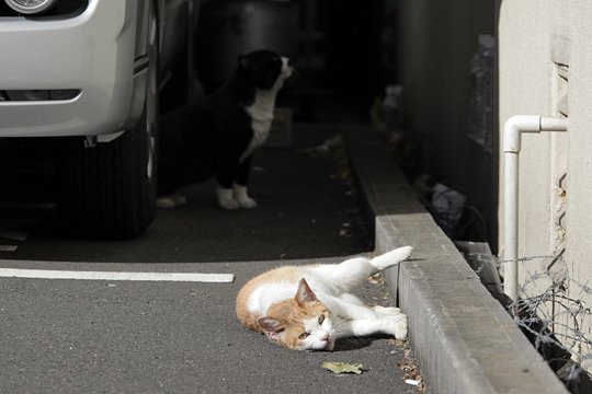 街のねこたち