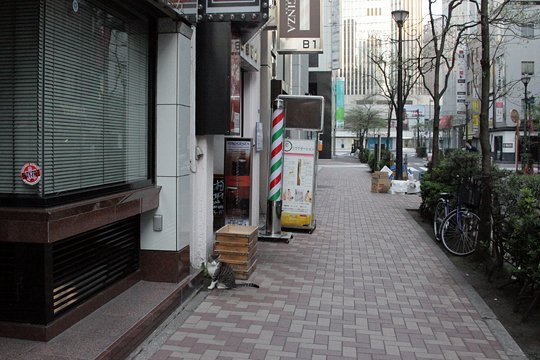 街のねこたち