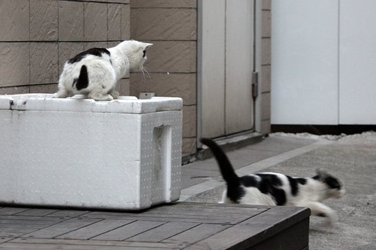 街のねこたち