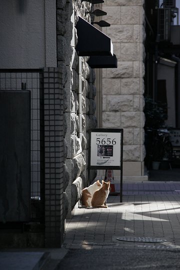 街のねこたち