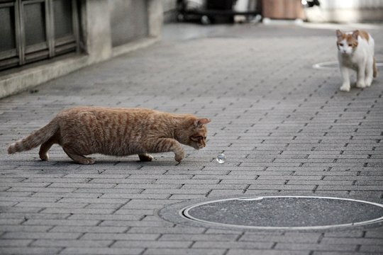 街のねこたち