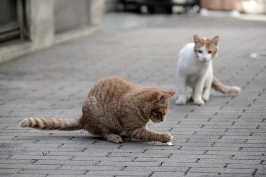 街のねこたち