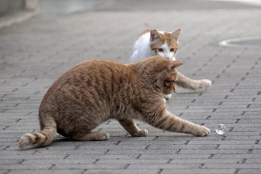 街のねこたち