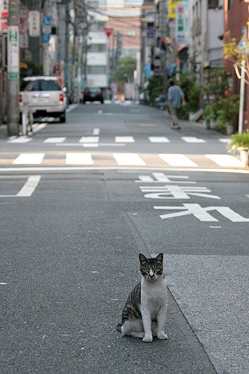 街のねこたち