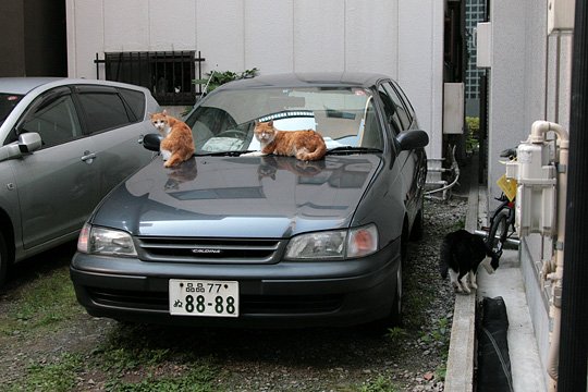 街のねこたち