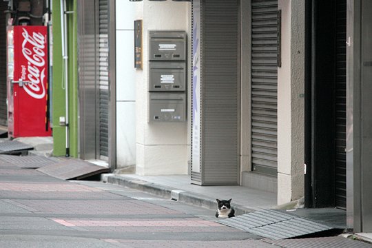 街のねこたち