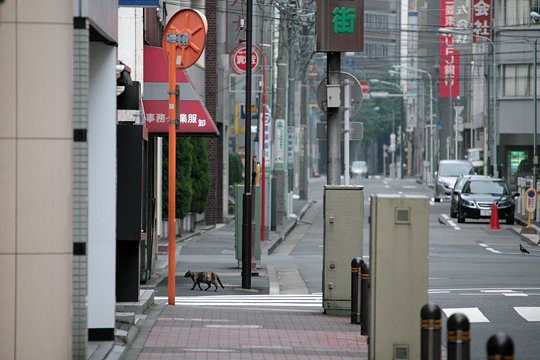街のねこたち