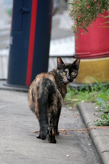 街のねこたち