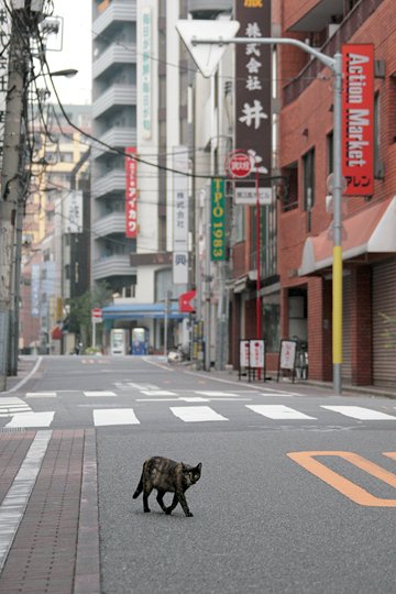 街のねこたち