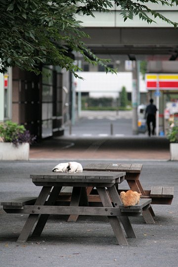 街のねこたち