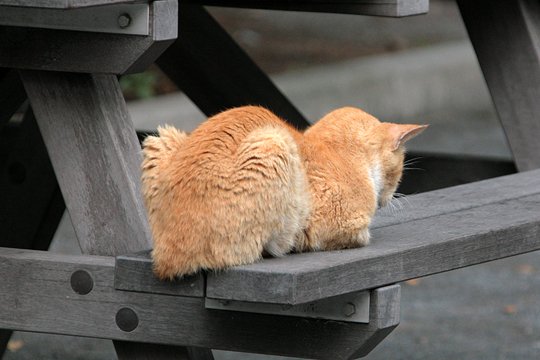 街のねこたち