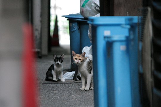 街のねこたち
