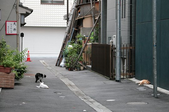 街のねこたち