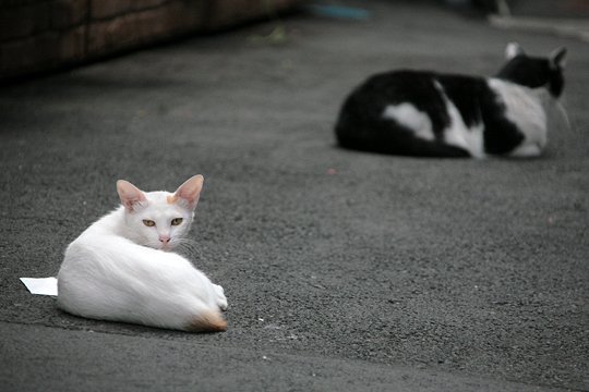 街のねこたち