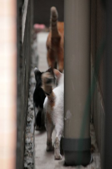 街のねこたち