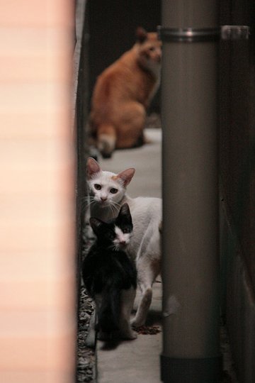 街のねこたち