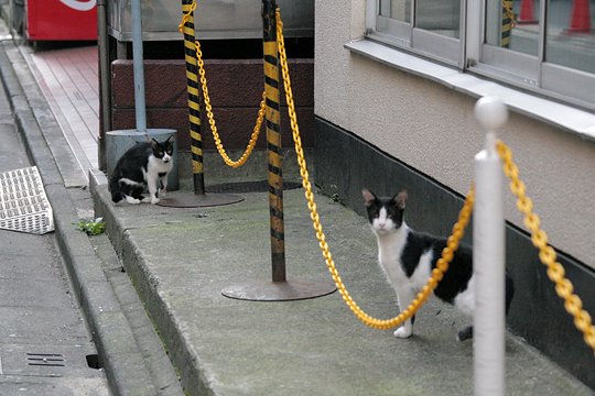 街のねこたち