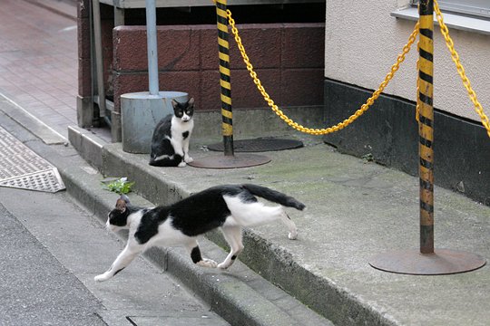 街のねこたち