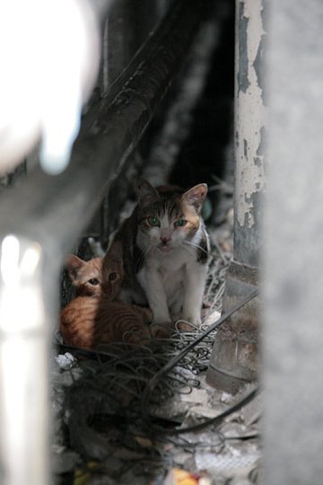 街のねこたち
