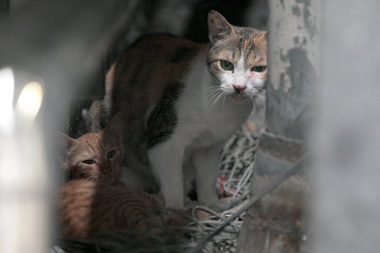 街のねこたち
