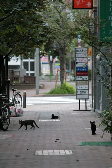 街のねこたち