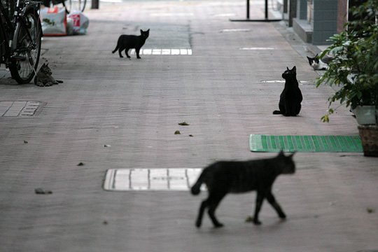 街のねこたち