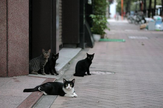 街のねこたち