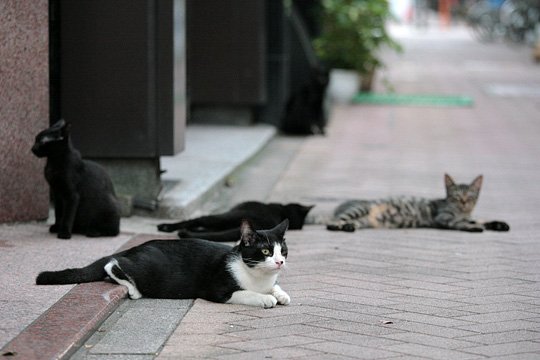 街のねこたち