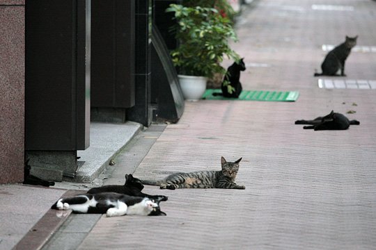 街のねこたち