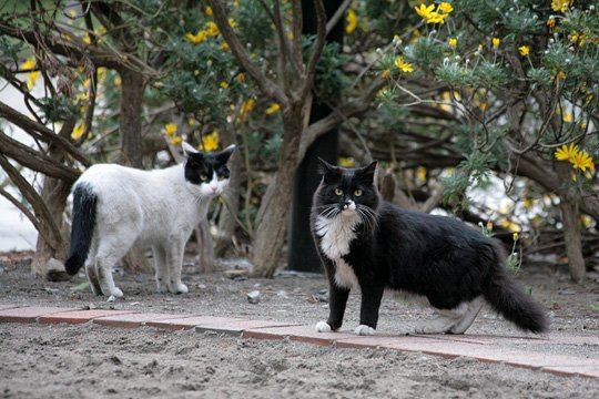 街のねこたち