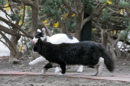 街のねこたち