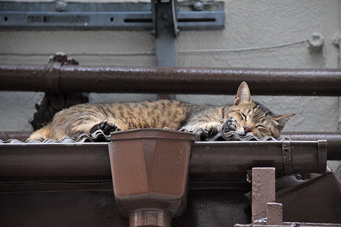 街のねこたち