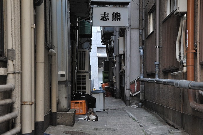 街のねこたち