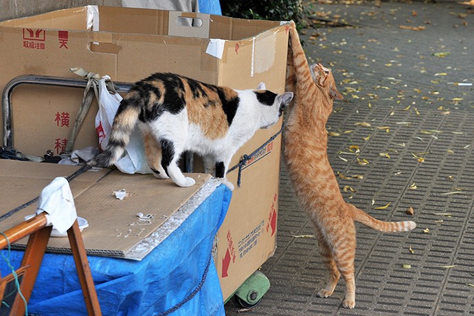 街のねこたち