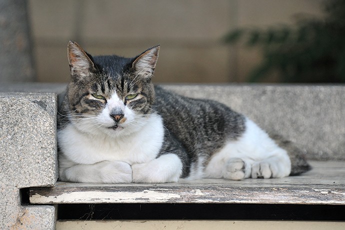 街のねこたち