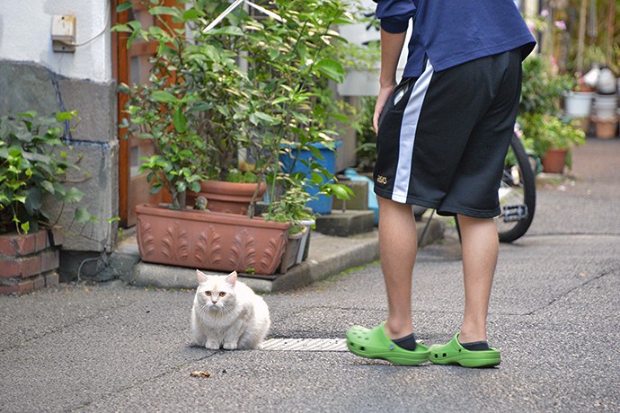 街のねこたち
