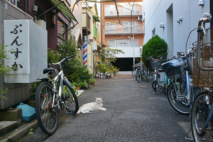 街のねこたち