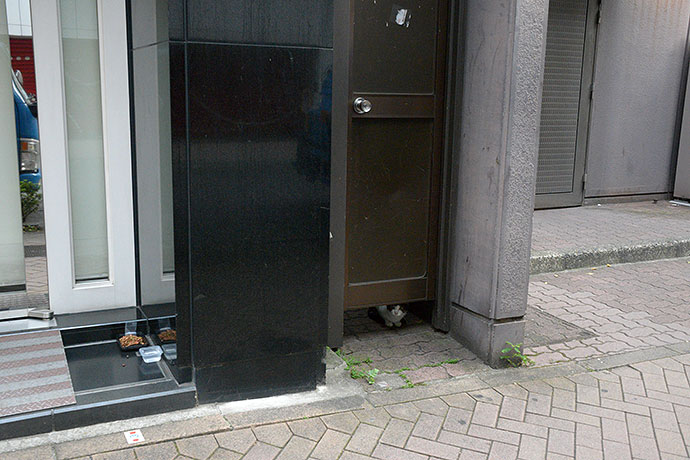 街のねこたち