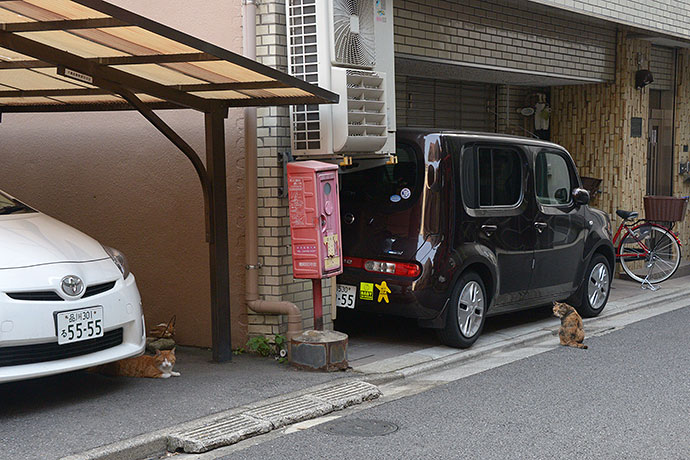 街のねこたち