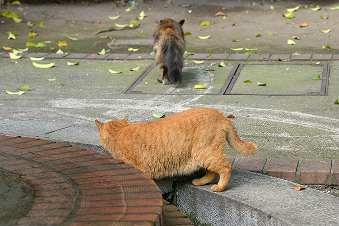 街のねこたち