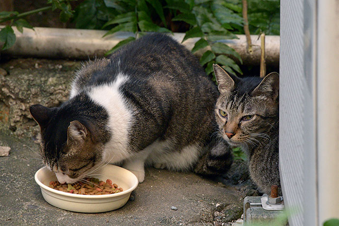 街のねこたち