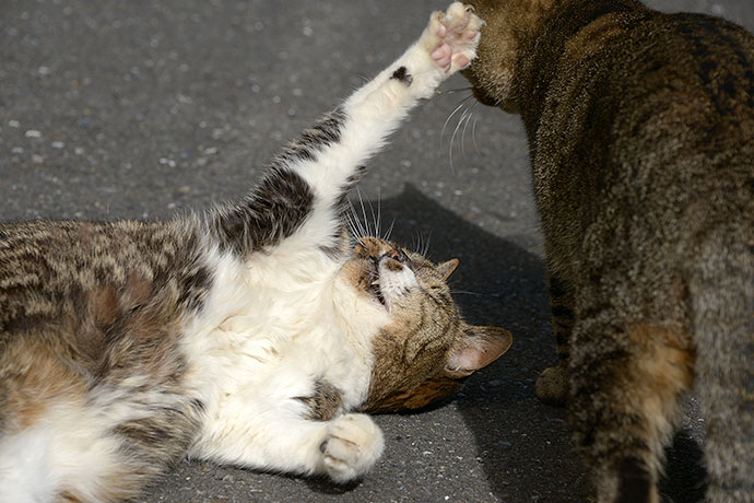 街のねこたち