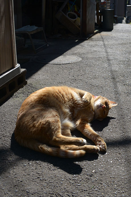 街のねこたち