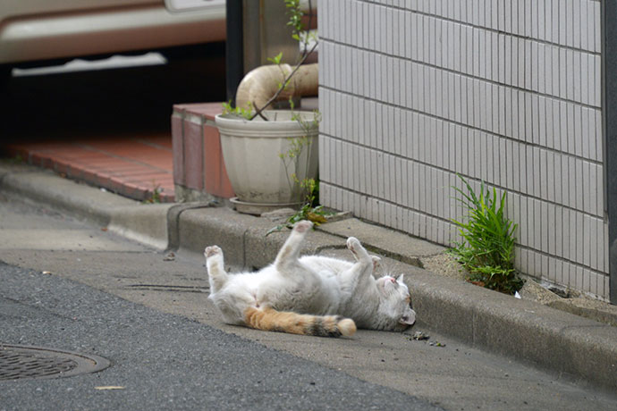 街のねこたち