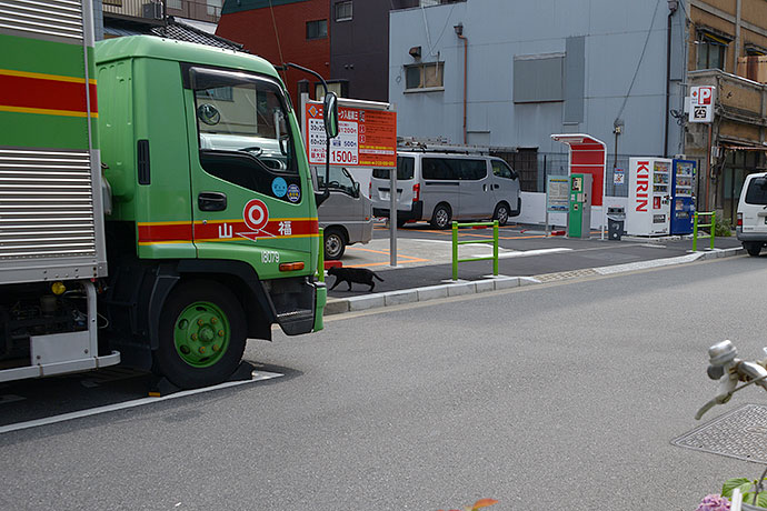 街のねこたち