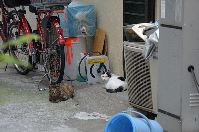 街のねこたち