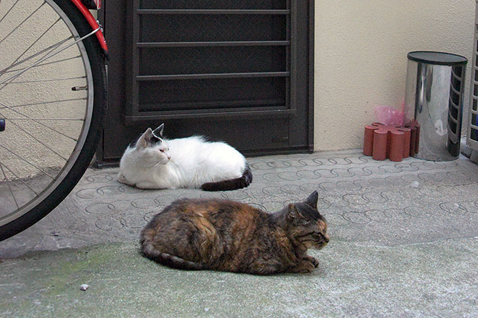 街のねこたち